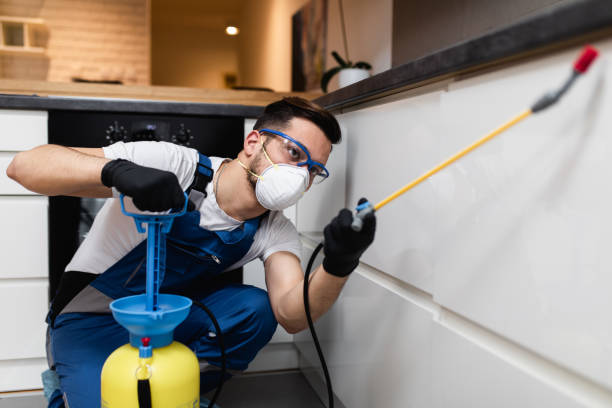 Best Flea Control Services  in Casas Adobes, AZ