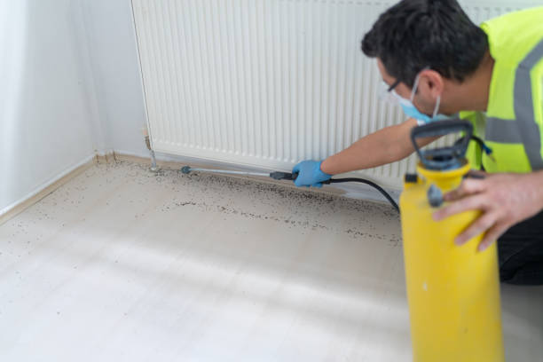 Best Local Pest Control Services  in Casas Adobes, AZ