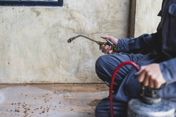Best Termite Control Services  in Casas Adobes, AZ